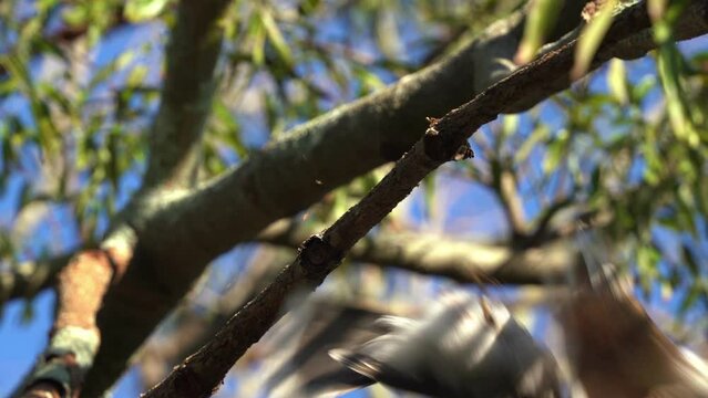 Wild noisy miner, manorina melanocephala swooping down by an aggressive bird species, fell off the tree branch in its natural habitat during spring breeding season.
