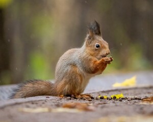 Naklejka na ściany i meble Beautiful fluffy red squirrel eats a nut