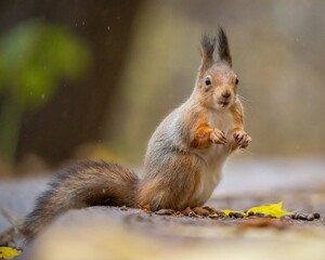 Naklejka na ściany i meble Beautiful fluffy red squirrel eats a nut