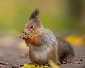 Naklejka na ściany i meble Beautiful fluffy red squirrel eats a nut