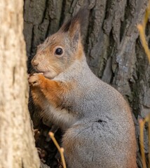 Beautiful fluffy red squirrel eats a nut