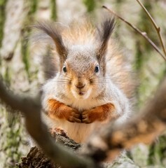 Beautiful fluffy red squirrel in pakre on a tree