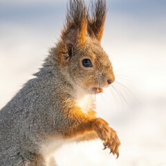 Beautiful fluffy red squirrel in a pack on the snow