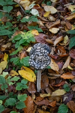 autumn forest mushroom in the chaff
