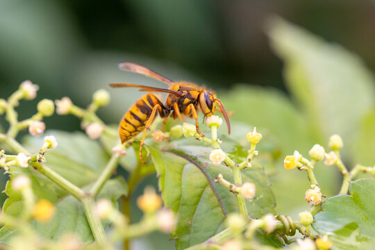 キイロスズメバチとヤブガラシの花	