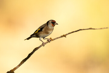European goldfinch on a branch in an oak forest with the first light autumn day