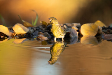 Fototapeta na wymiar European serin male at a natural water point in a forest of oaks and pines with the last light of an autumn day