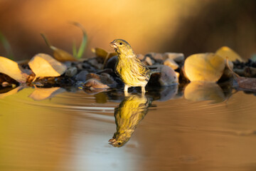 European serin male at a natural water point in a forest of oaks and pines with the last light of an autumn day
