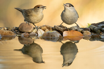 Male and female Common whitethroat drinking at a natural water point in a Mediterranean forest at first light on an autumn day