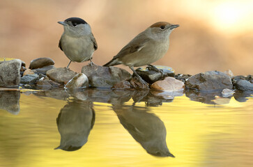 Male and female Common whitethroat drinking at a natural water point in a Mediterranean forest at...