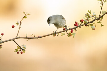 Common whitethroat male on a perch in a Mediterranean forest with the first light of an autumn day