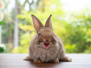 Funny brown rabbit sitting on wooden floor and yawning with green nature background. Lovely three baby rabbit. - obrazy, fototapety, plakaty