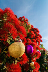 The striking red flowers of New Zealand's native Pohutukawa tree with Christmas decorations. The tree flowers over the NZ summer and is often referred to as the New Zealand Christmas tree.