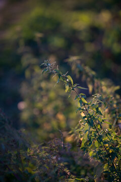 Nettle