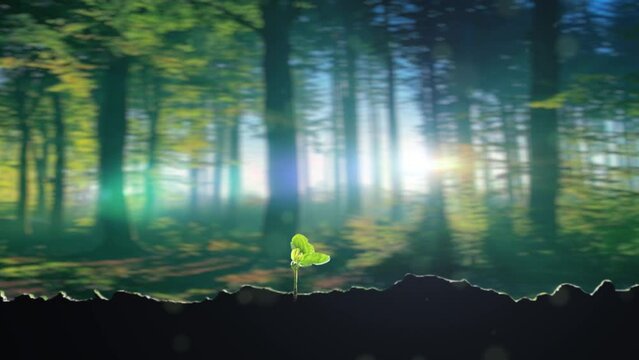 Forest sunshine - grass seeds sprout and grow.