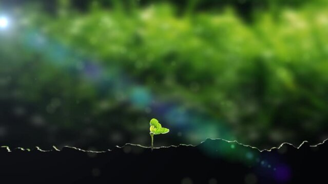grass seeds sprout and grow.