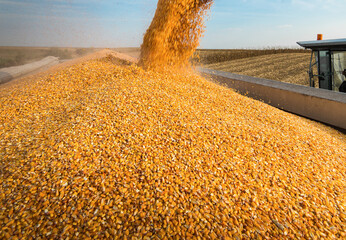 Combine transferring corn after harvest