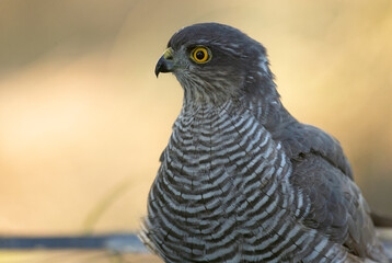 detail of a young male Eurasian sparrow hawk bathing and drinking in a natural spring within a Mediterranean forest with the last lights of an autumn day