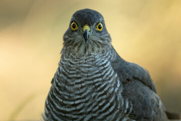 detail of a young male Eurasian sparrow hawk bathing and drinking in a natural spring within a Mediterranean forest with the last lights of an autumn day