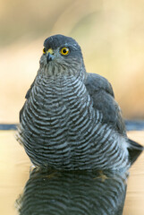 detail of a young male Eurasian sparrow hawk bathing and drinking in a natural spring within a Mediterranean forest with the last lights of an autumn day