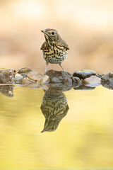 Song thrush at a water point in a Mediterranean forest with the first light of an autumn day
