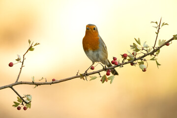 European robin on a branch inside a Mediterranean forest in autumn with the first light of the morning