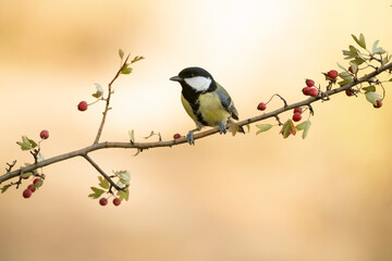 Great tit on a hawthorn branch with red fruits inside a Mediterranean forest with the last lights...