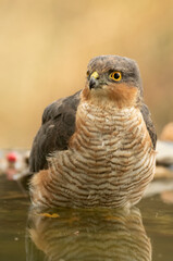 Adult male Eurasian sparrow hawk drinking and bathing at a water point in a Mediterranean forest in the last light of an autumnal day