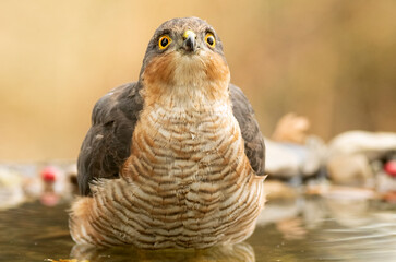 Adult male Eurasian sparrow hawk drinking and bathing in a water point within a Mediterranean forest with the first light of an autumn day