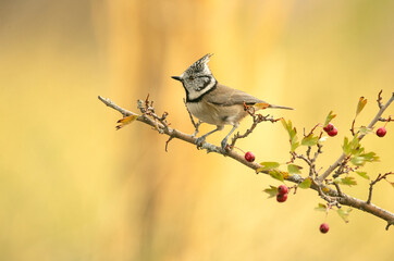 Crested tit on a hawthorn branch with red berries with the lights of dawn in a Mediterranean forest in autumn
