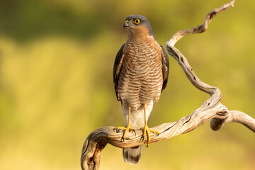 Adult male Eurasian sparrow hawk on his favorite hunting vantage point in a Mediterranean forest at...