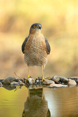 Adult male Eurasian sparrow hawk at a water point in a Mediterranean forest in the last light of an autumn day