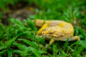Common leopard gecko on the ground