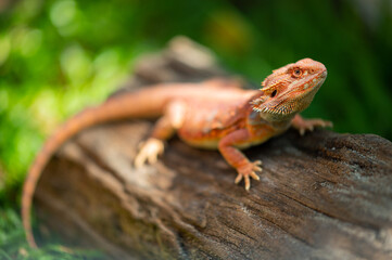 bearded dragon on ground with blur background