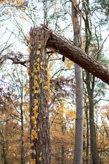 Broken tree in the autumn woods after the fighting on the voyage from the shelling