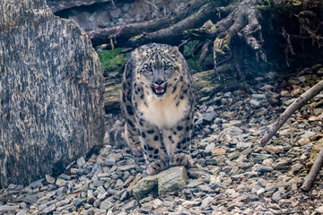 snow leopard