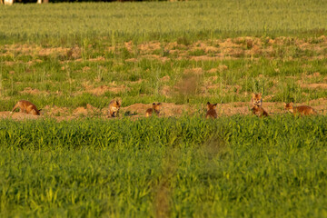 small fox in the grass