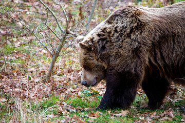 brown bear
