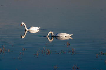 swan, bird, water