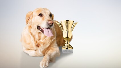 Cute domestic dog with trophy cup