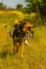 dog running on the meadow