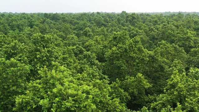 Sal forest in Dinajpur, Bangladesh.