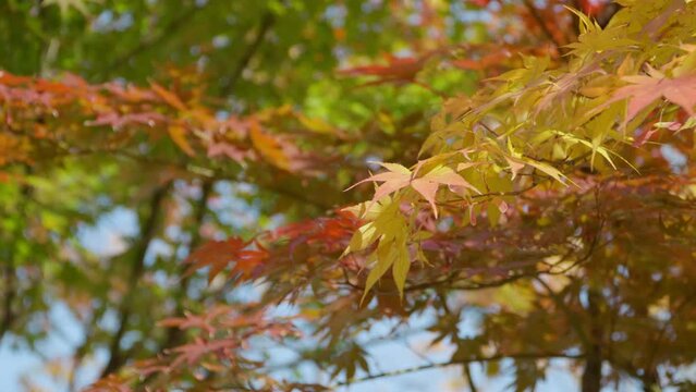 Beautiful View Of Autumn Leaves In Daytime At The Park. Closeup