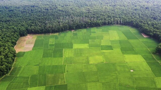 Sal forest in Dinajpur, Bangladesh.