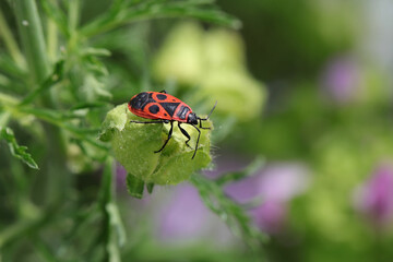 Insekten im Garten - Nahaufnahme einer Feuerwanze auf einer geschlossenen Blüte der...