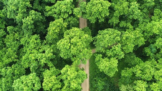 Sal forest in Dinajpur, Bangladesh.