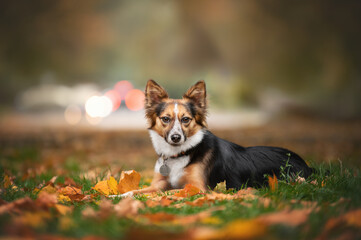 Naklejka na ściany i meble dog in the grass in the autumn park
