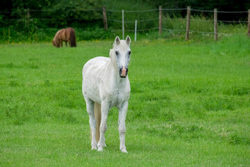 Obraz na płótnie Canvas Pferd (Equus) auf einer Wiese