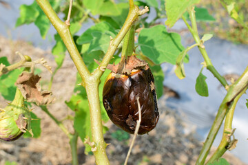 Eggplants damaged by disease, eggplants damaged by disease on the plant