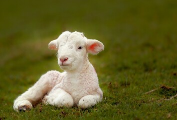 A little lamb is laying in the grass.
